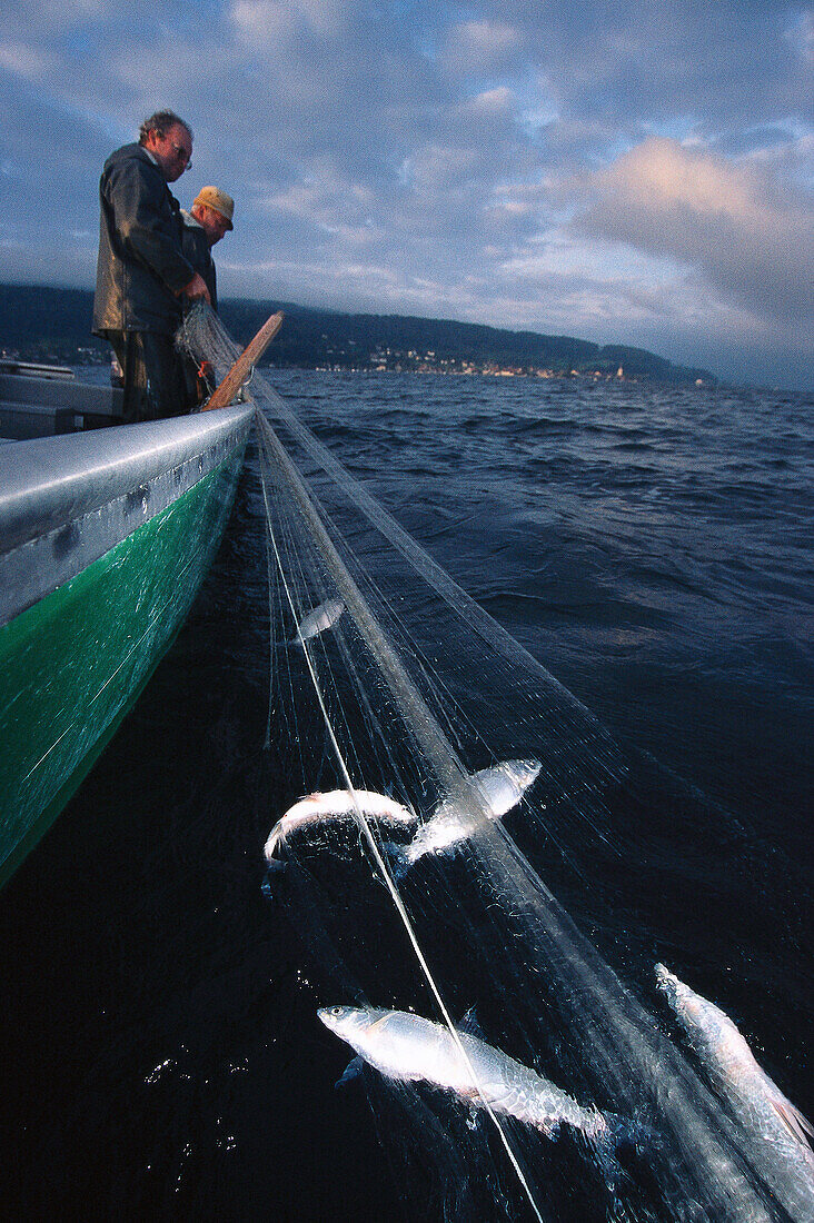 Fishermen having catch in Fishing net, Reichenau, Lake of Constance, Germany
