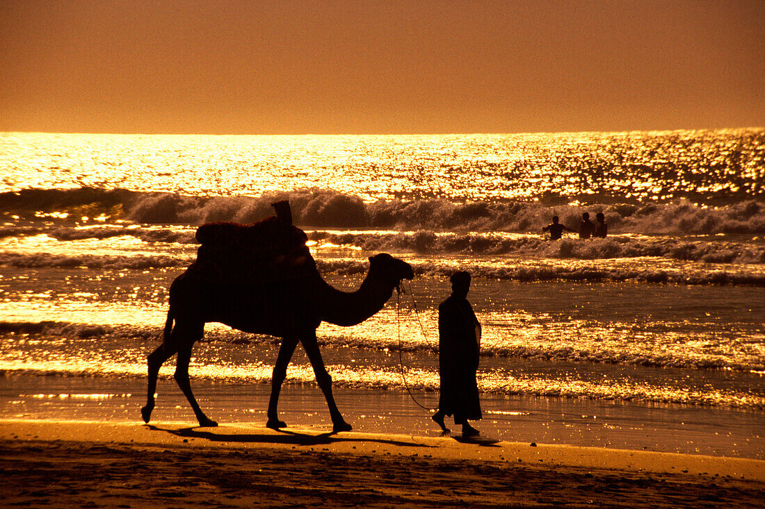 A man and a camel on the beach at sunset, Agadir, Morocco, Africa