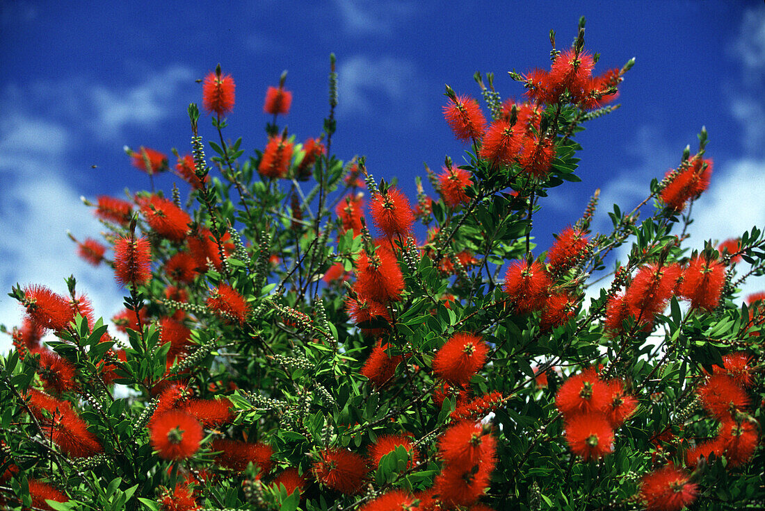 Blühender Zylinderputzer unter blauem Himmel, Westaustralien, Australien