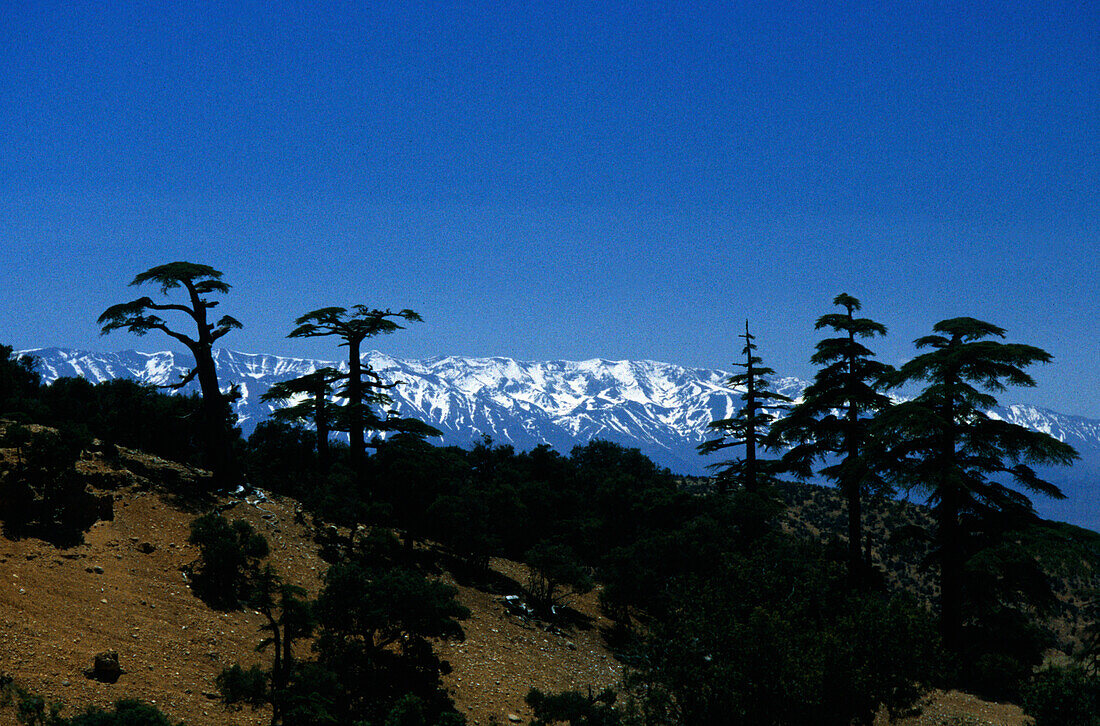 Cedar trees, High-Atlas Mountains, High-Atlas, Morocco North Africa
