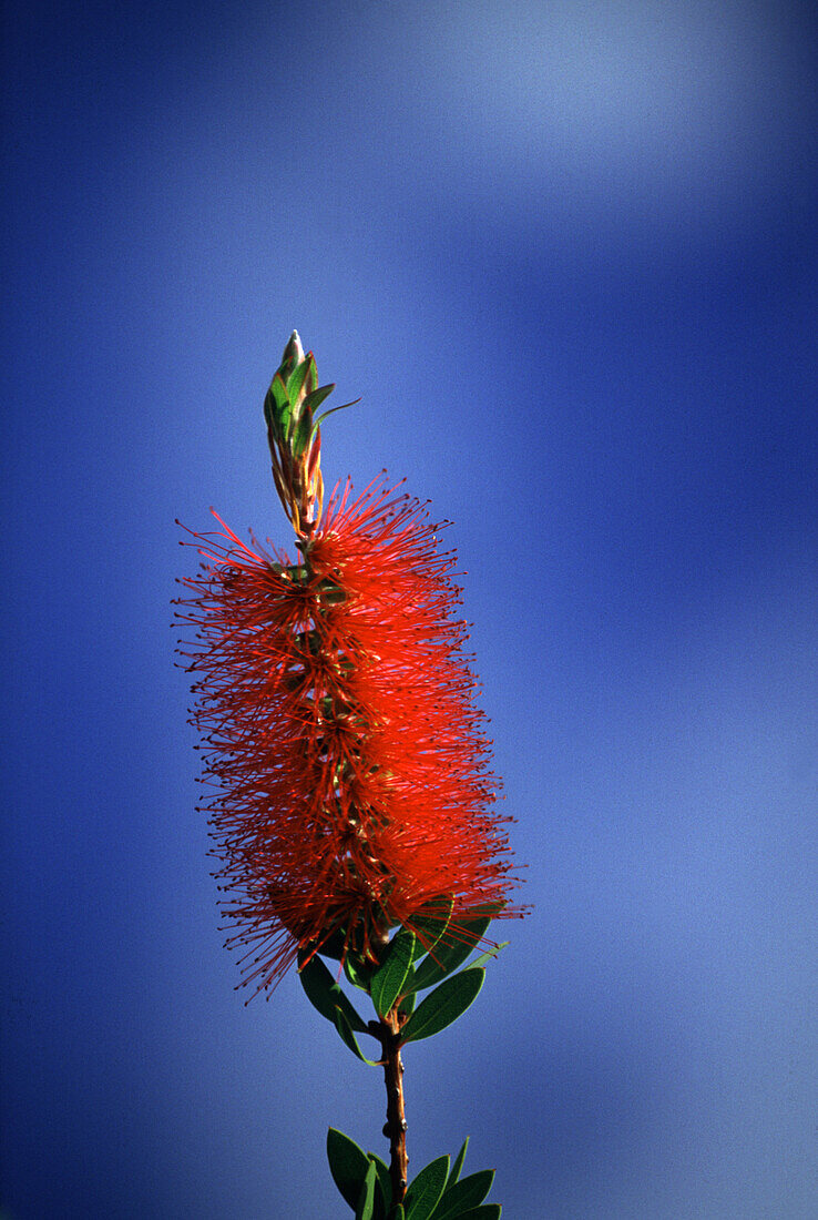 Bottle brush flower in full bloom, Western Australia