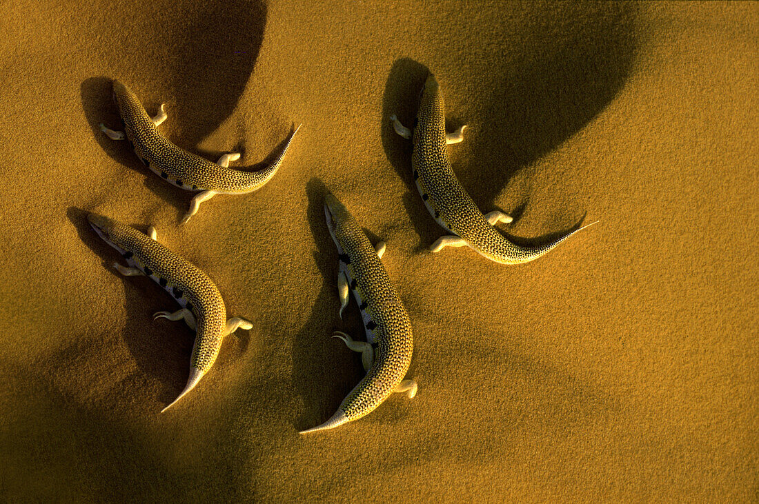 Sandfish- lizards, Erg Chebbi dunes, Sahara des, Merzouga, Morocco North Africa