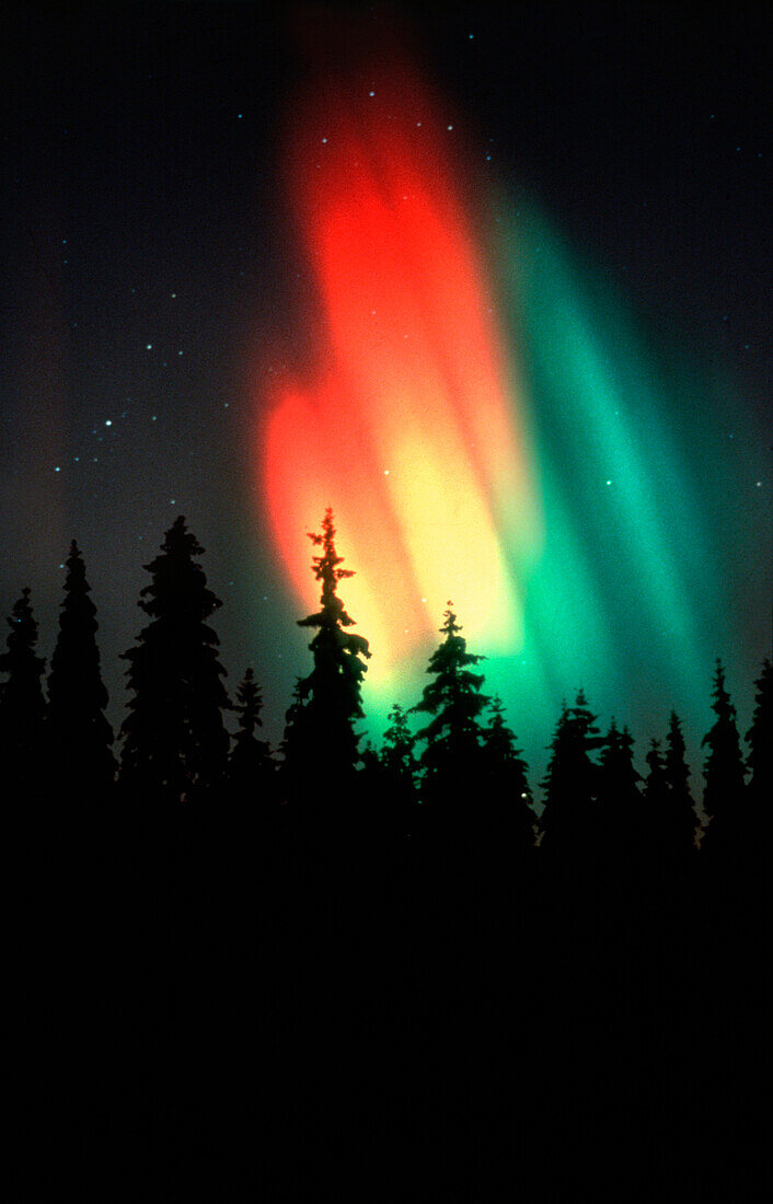 Nordlichter über Nadelwald bei Nacht, Lappland, Norwegen, Skandinavien, Europa