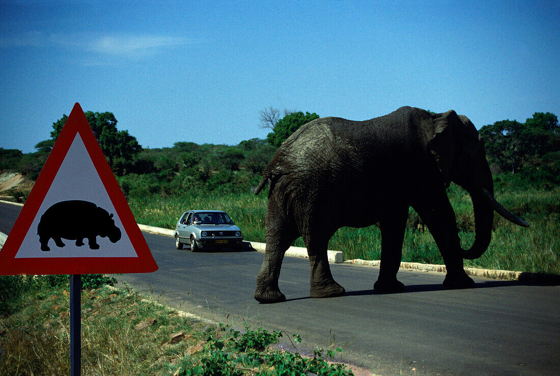 Elephant crossing, Kruger National Park, Transvaal Southafrica, Africa