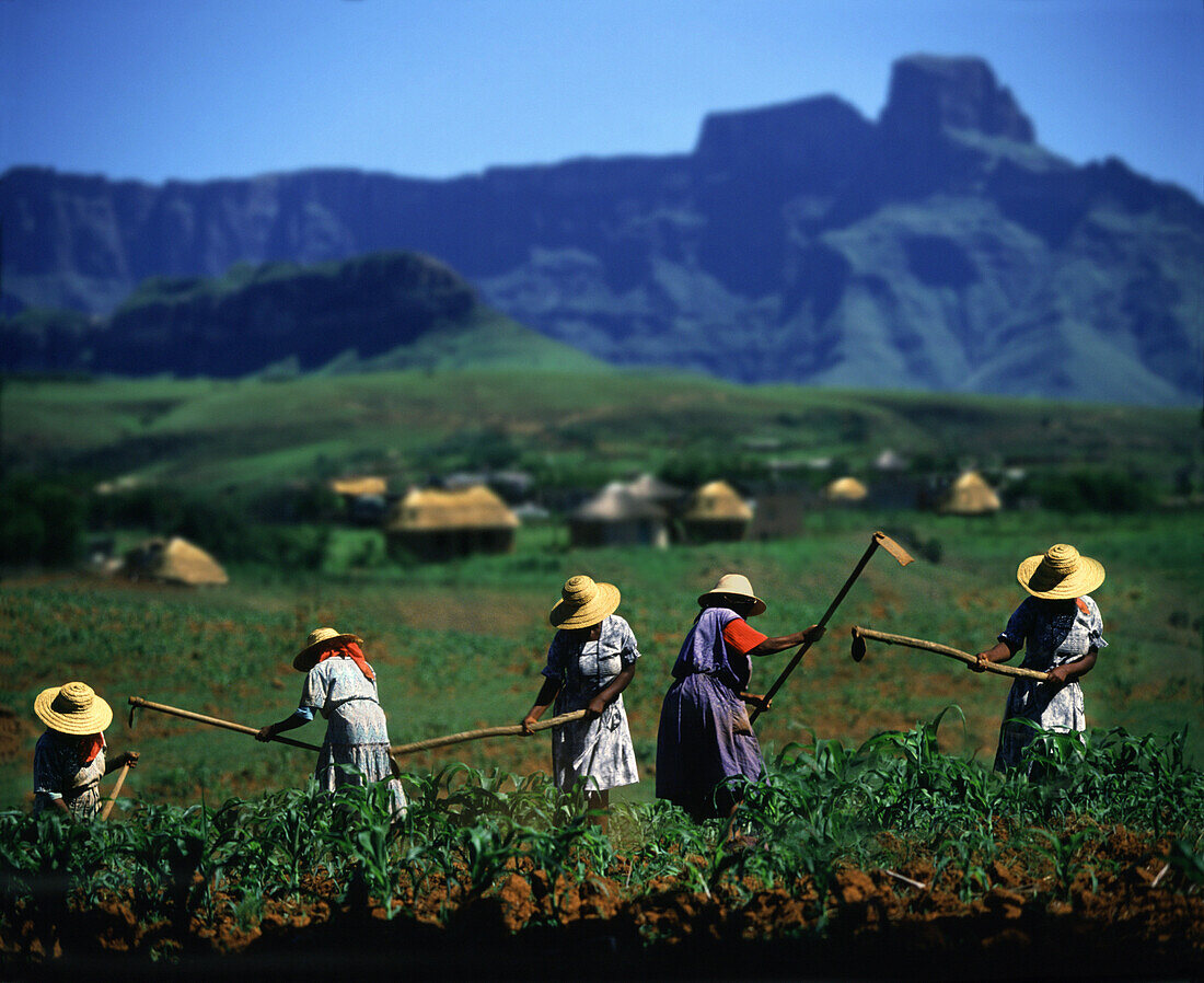 Frauen arbeiten auf einem Feld, Dorf und Drakensberge im Hintergrund, Kwazulu Natal, Southafrica Africa, Südafrika, Afrika
