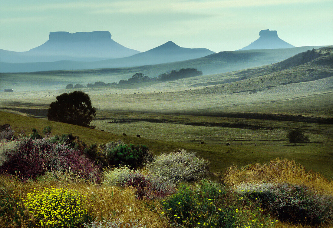 Blick auf Landschaft und Tafelberge am Horizont, Kwazulu Natal, Südafrika, Afrika