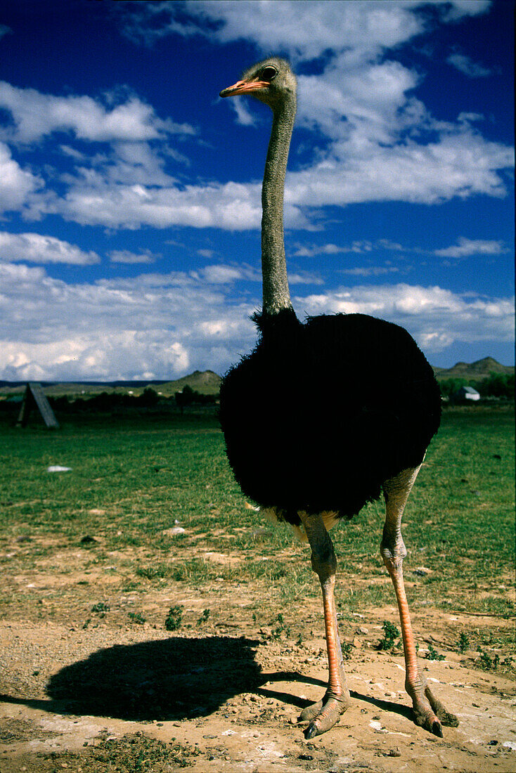 Strauss auf einer Wiese unter Wolkenhimmel, Oudtshoorn, Kap Provinz, Südafrika, Afrika