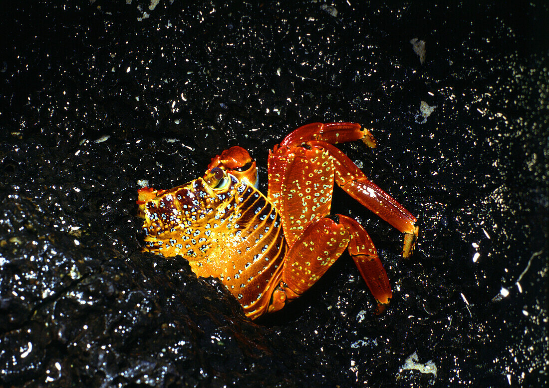 Crab under lava rocks, North Seymour Island, Galapagos Ecuador, South America