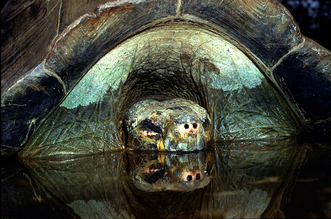 Turtle sleeping in pond, Santa Cruz Island, Galapagos, Ecuador, South America, America