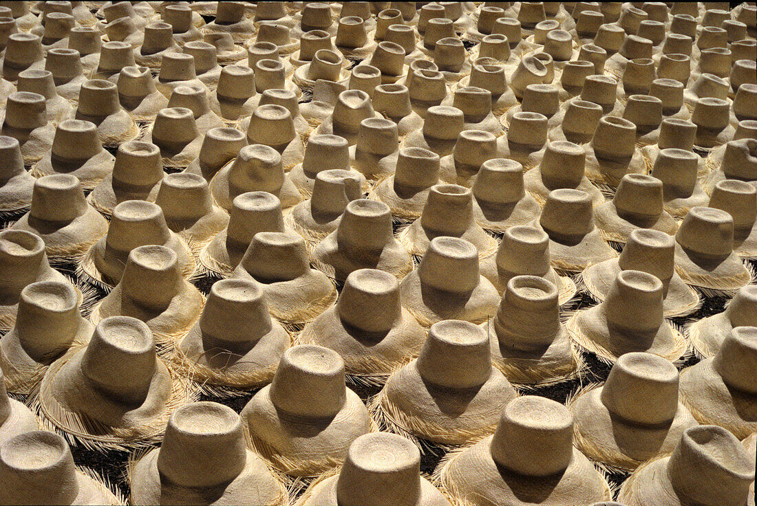 Halbfertige Panamahüte in einer Fabrik, Cuenca, Ecuador, Südamerika, Amerika