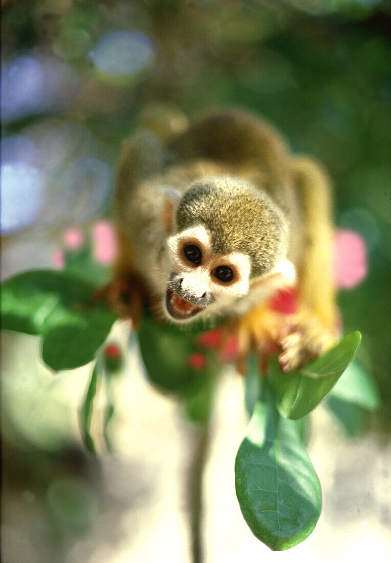 Squirrel monkey in Amazonia, Amazonia, Brazil South America