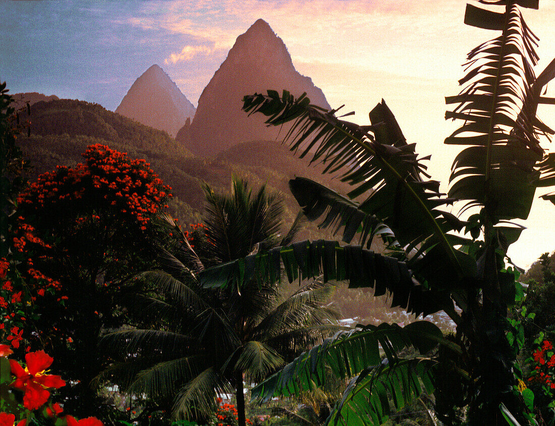 Palmen und die Berge Pitons bei Sonnenuntergang, Saint Lucia, Soufriere, Karibik, Amerika
