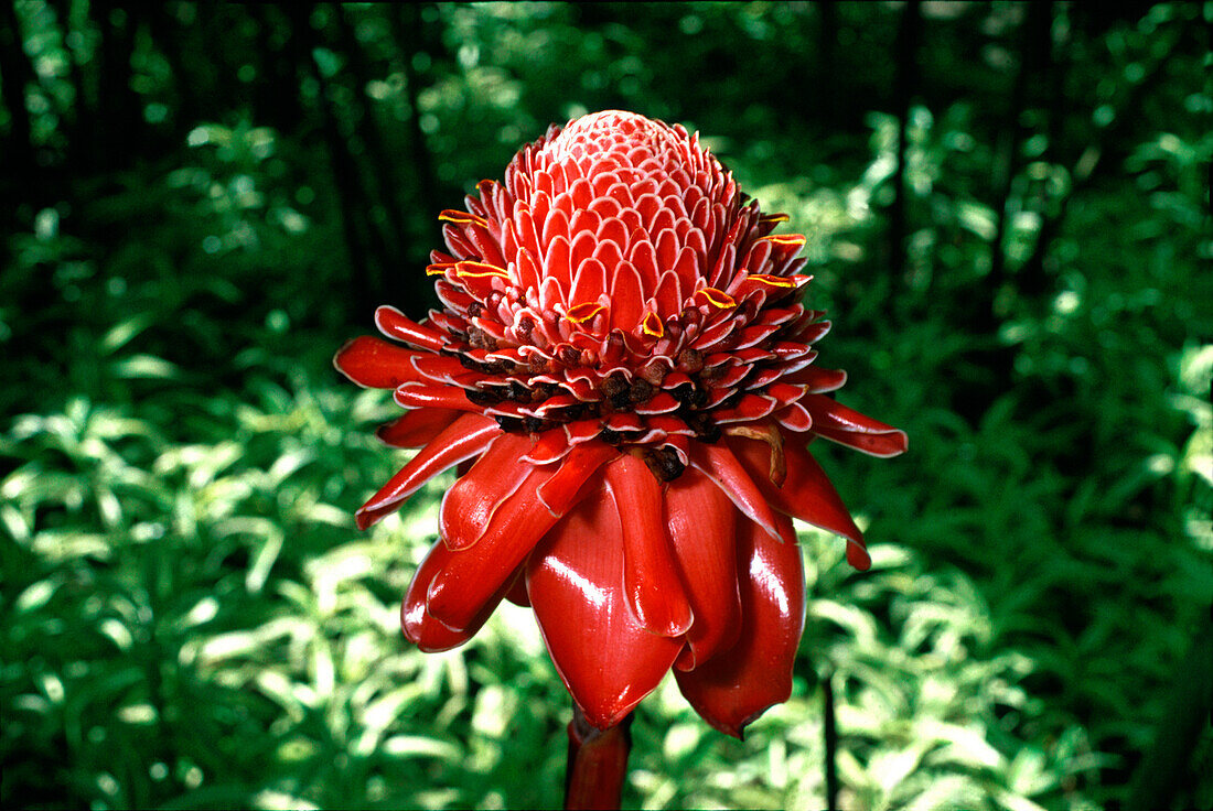 Red torch ginger flower in the jungle, Mustique Island, Carribean, America
