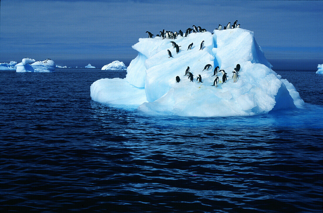 Adelie penguins on an iceberg, Paulet island, Antarctic peninsula, Antarctica