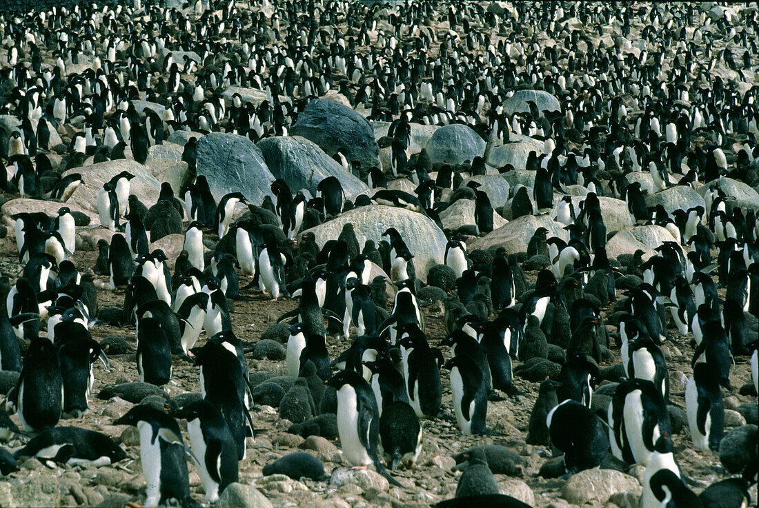Adelie penguins colony, Paulet Island, Antarctic Peninsula Antarctica