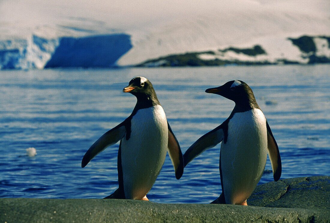 Zwei verliebte Eselspinguine am Wasser, Port Lockroy, Antarktische Halbinsel, Antarktis