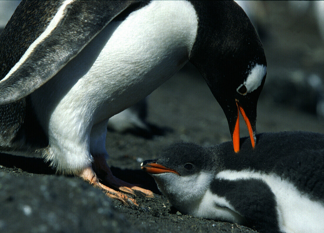 Gentoo penguin with chick, Aitcho Island, Antarctic Peninsula Antarctica