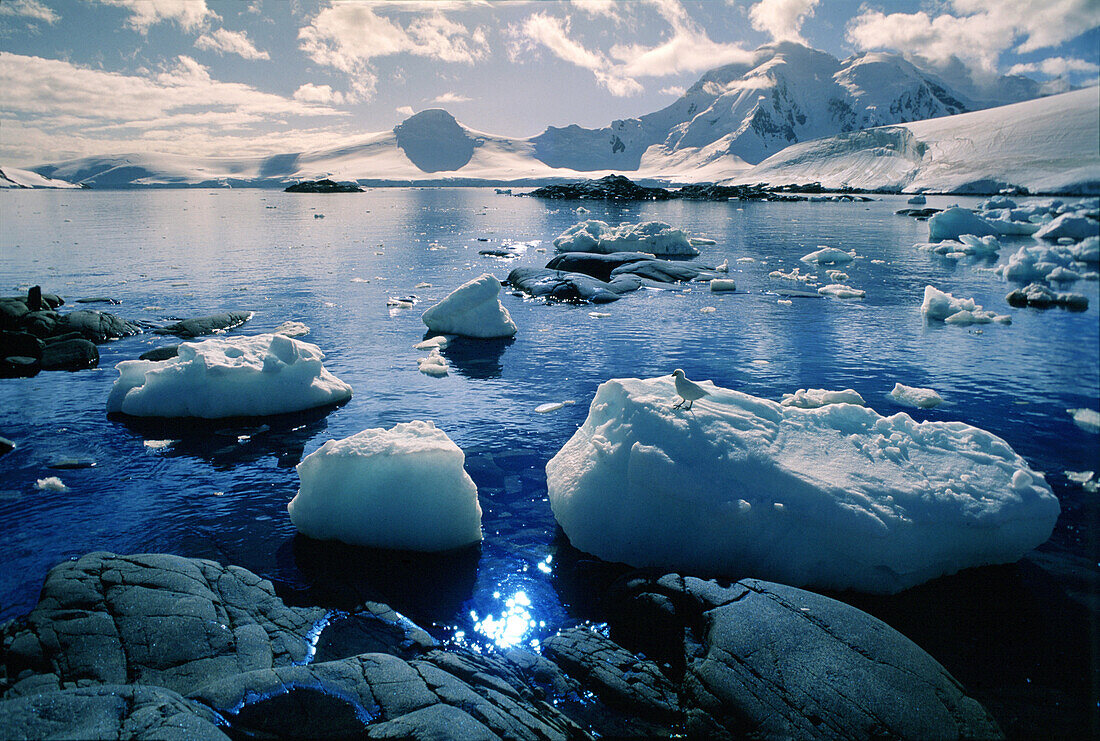 Vogel auf einer Eisscholle, Port Lockroy, Antarktische Halbinsel, Antarktis