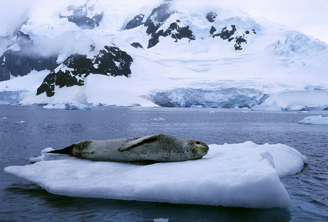 Sea leopard on ice, Paradise Bay, Antarctic Peninsula Antarctica
