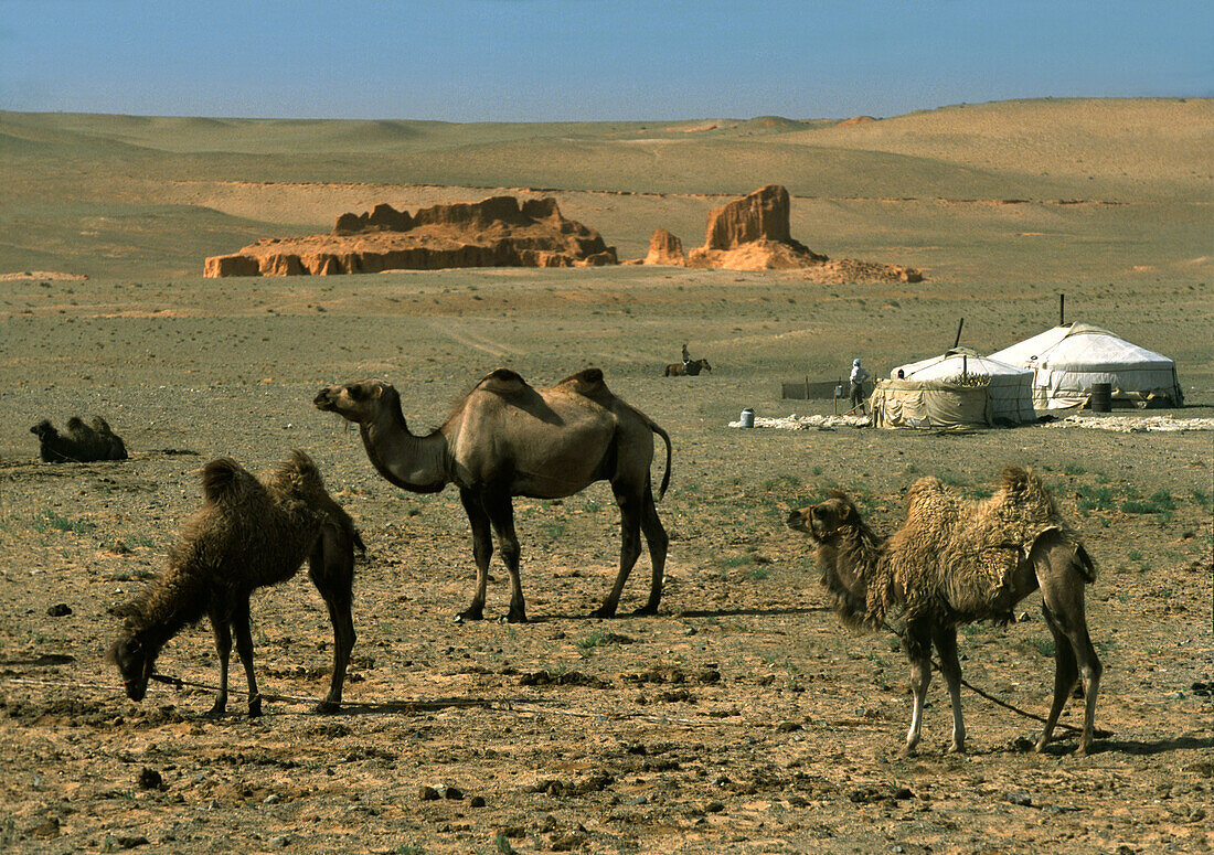 Camels, yurts, desert, Gobi Desert, Mongolia Asia