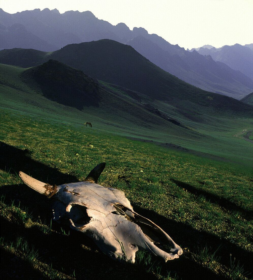Tierschädel vor Bergkulisse, Altai Berge, Mongolei, Asien