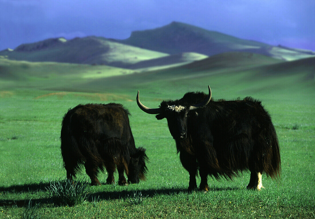 Zwei Yaks auf grüner Wiese, Aimak Berge, Mongolei, Asien