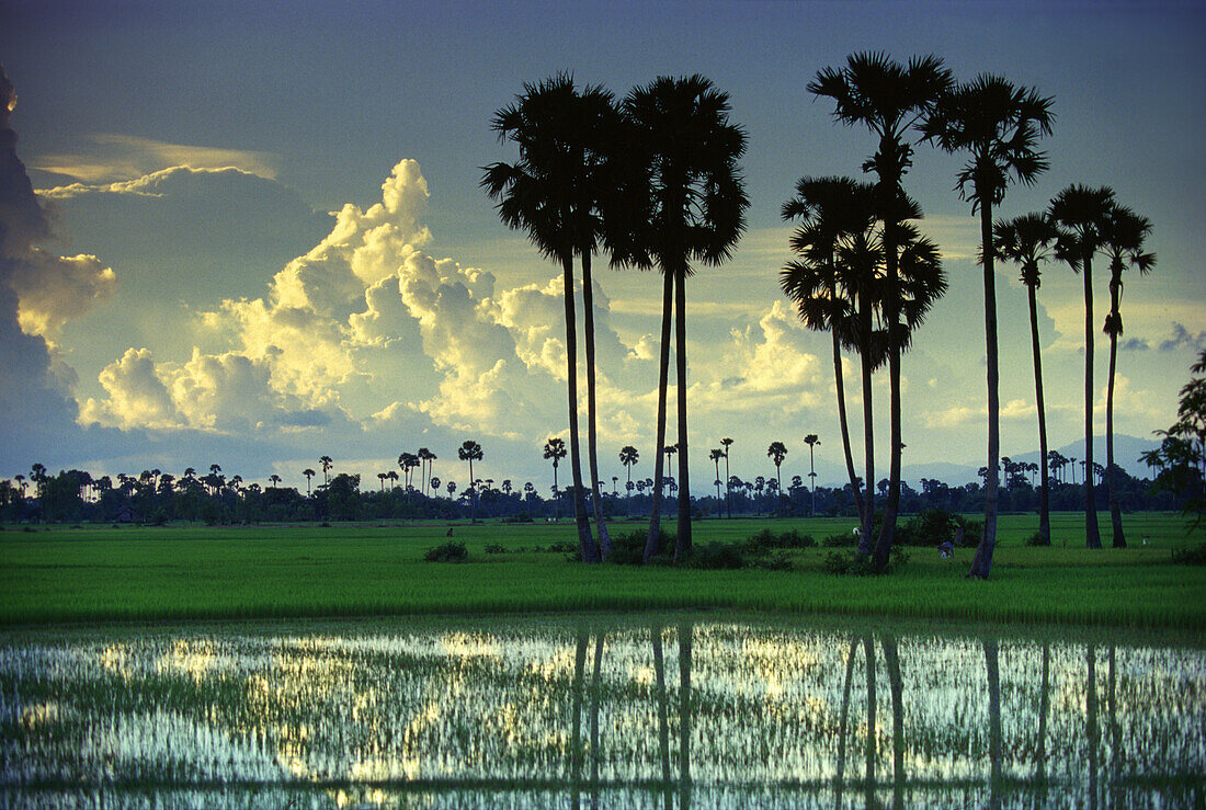 Palm trees and rice fields in the evening light, Prey Veng Province, Prey Veng, Cambodia, Asia
