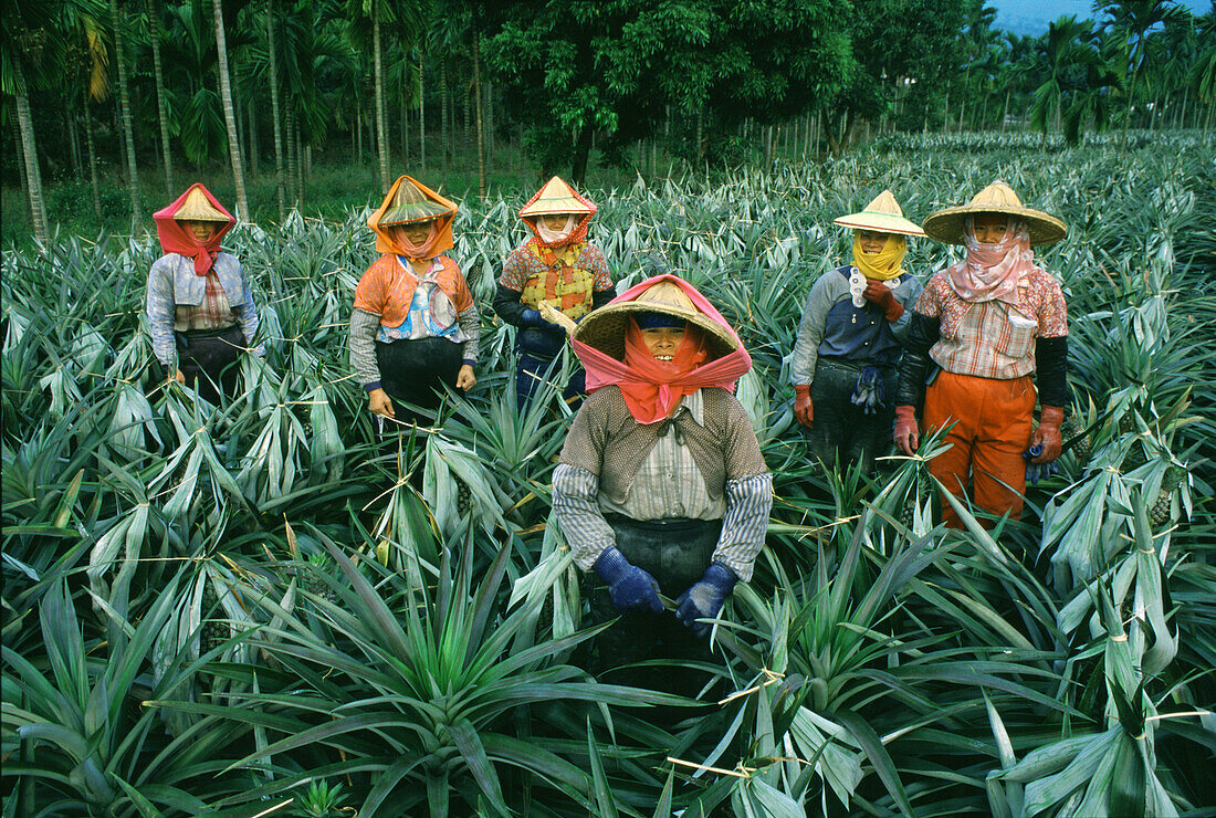 Pineapple farm, female workers, Pingtung County, Taiwan