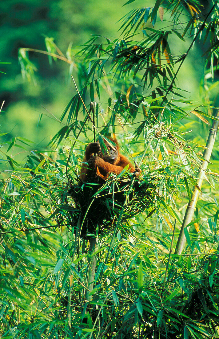 Orang Utan beim Nestbau, Orang-Utan, Pongo pygmaeus, Gunung Leuser Nationalpark, Sumatra, Indonesien, Asien