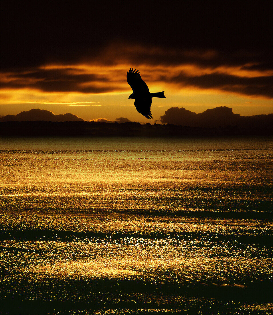 Fischadler fliegt über dem Baikalsee am Abend, Sibirien, Russland