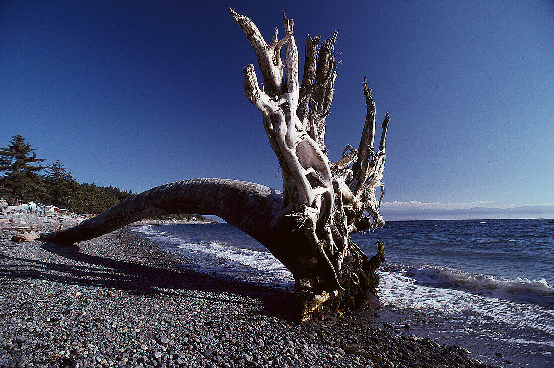 Log on the Beach, Sooke, Vancouver Island Brit. Columbia, Canada
