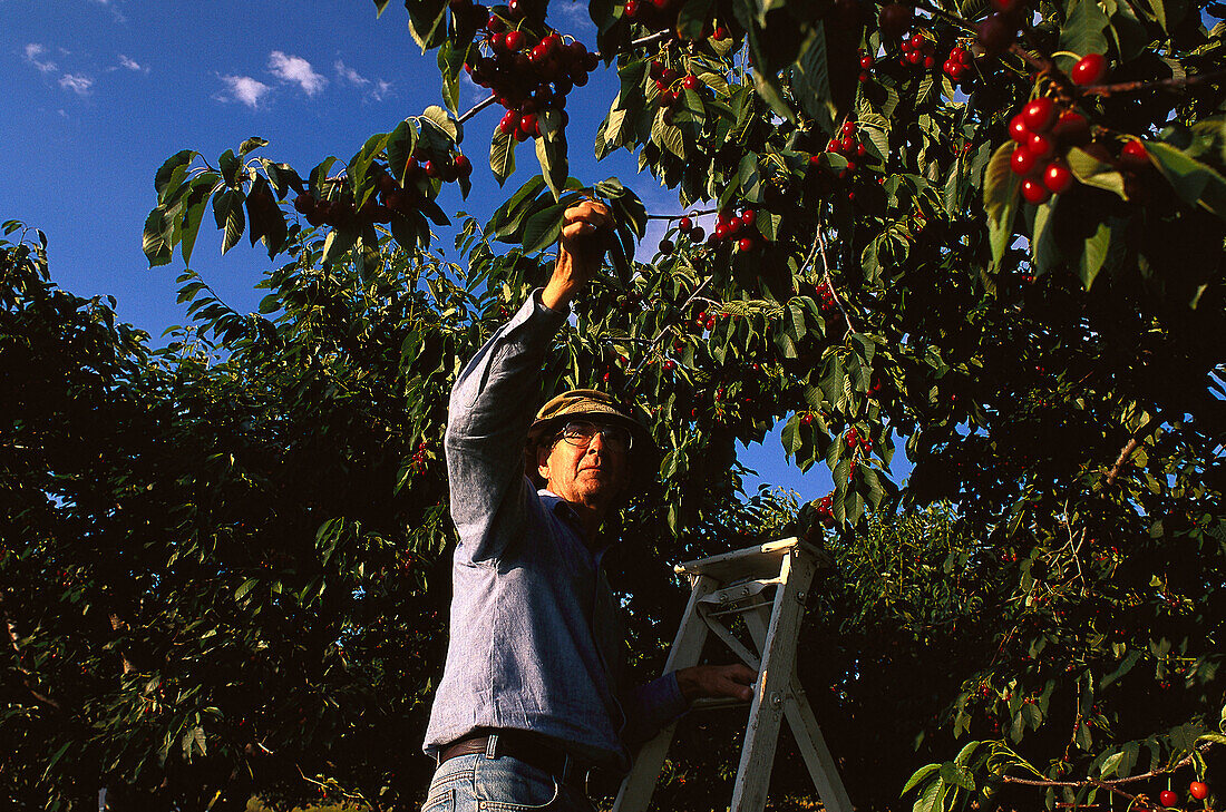 Cherry Harvest, Okanagan Valley, near Kelowna Brit. Columbia, Canada