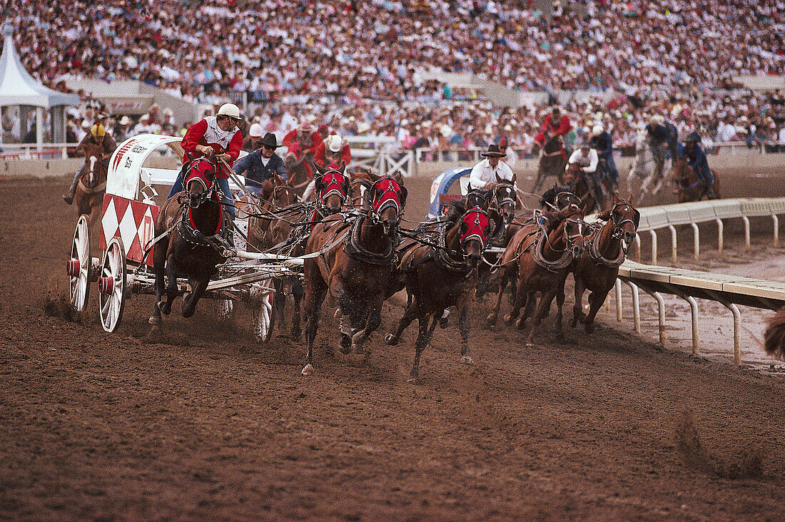 Chuckwagon Race, Calgary Stampede, Alberta, Canada, North America, America