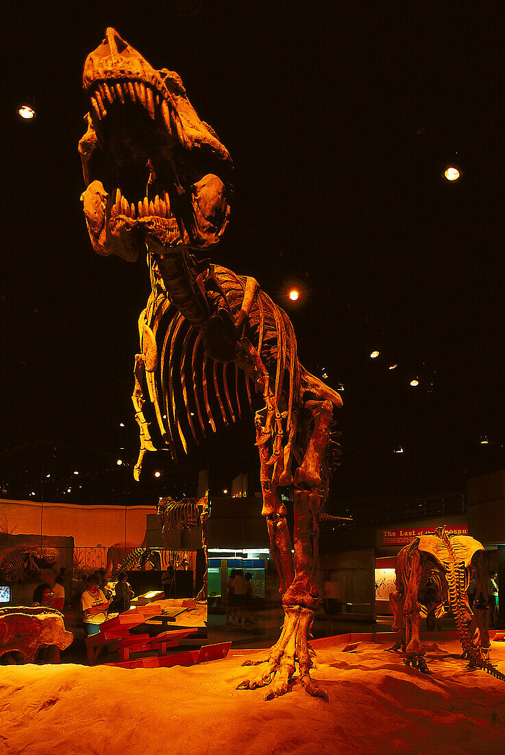Tyrannosaurus Rex at Tyrell Museum, Drumheller Alberta, Canada