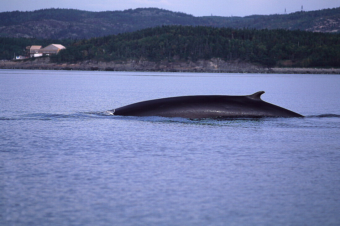 Whale watching, Finback,  St. Lawrence River, Quebec, Canada, North America, America