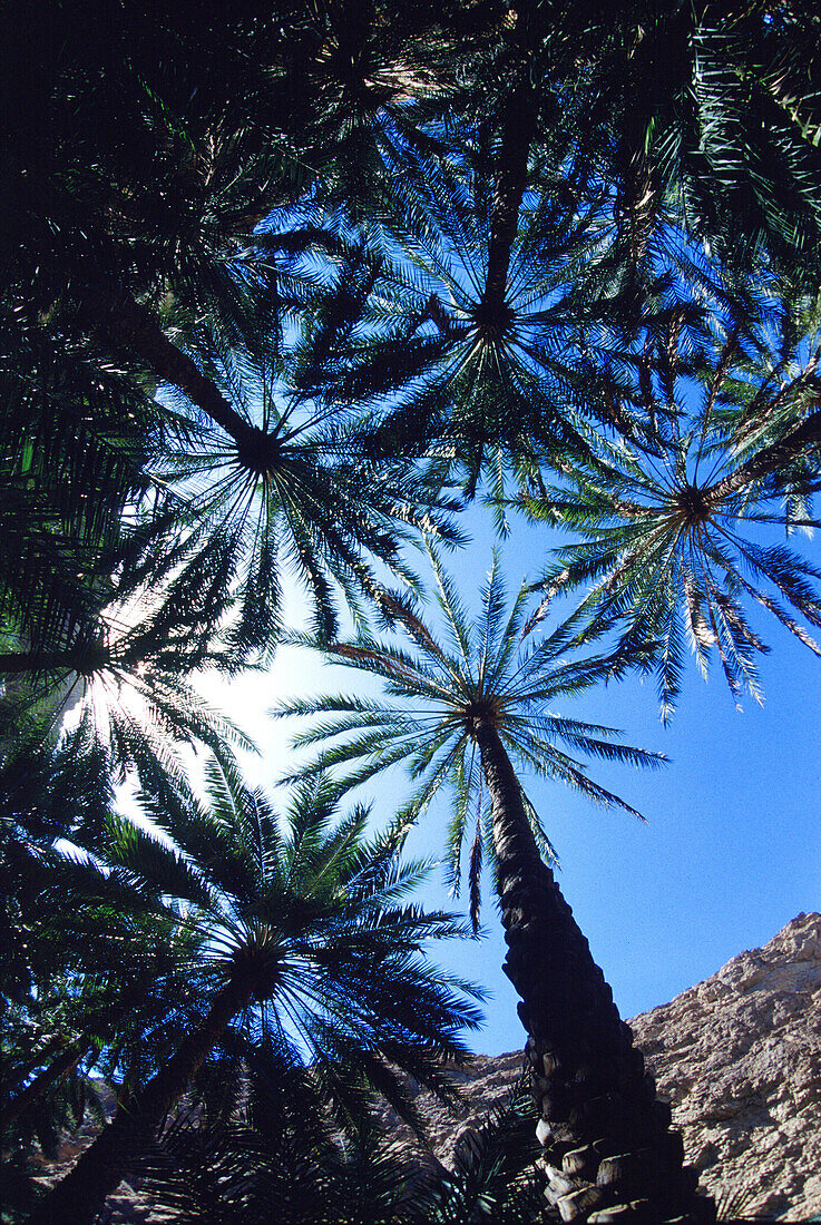 Wadi Shab Oase, Wadi Shab, Oman, Mittlerer Osten