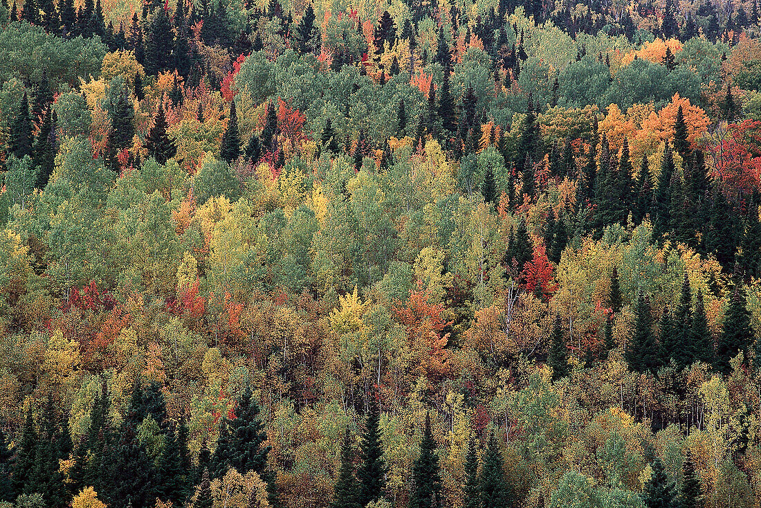 Autumn at Monts Chic-Choc, Gaspesie Quebec, Canada