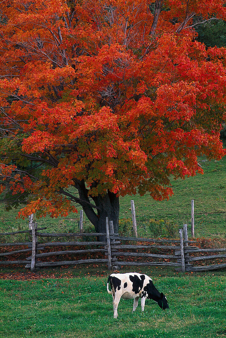 Maple&cow at autumn, Trois Pistoles, Gaspesie Quebec, Canada