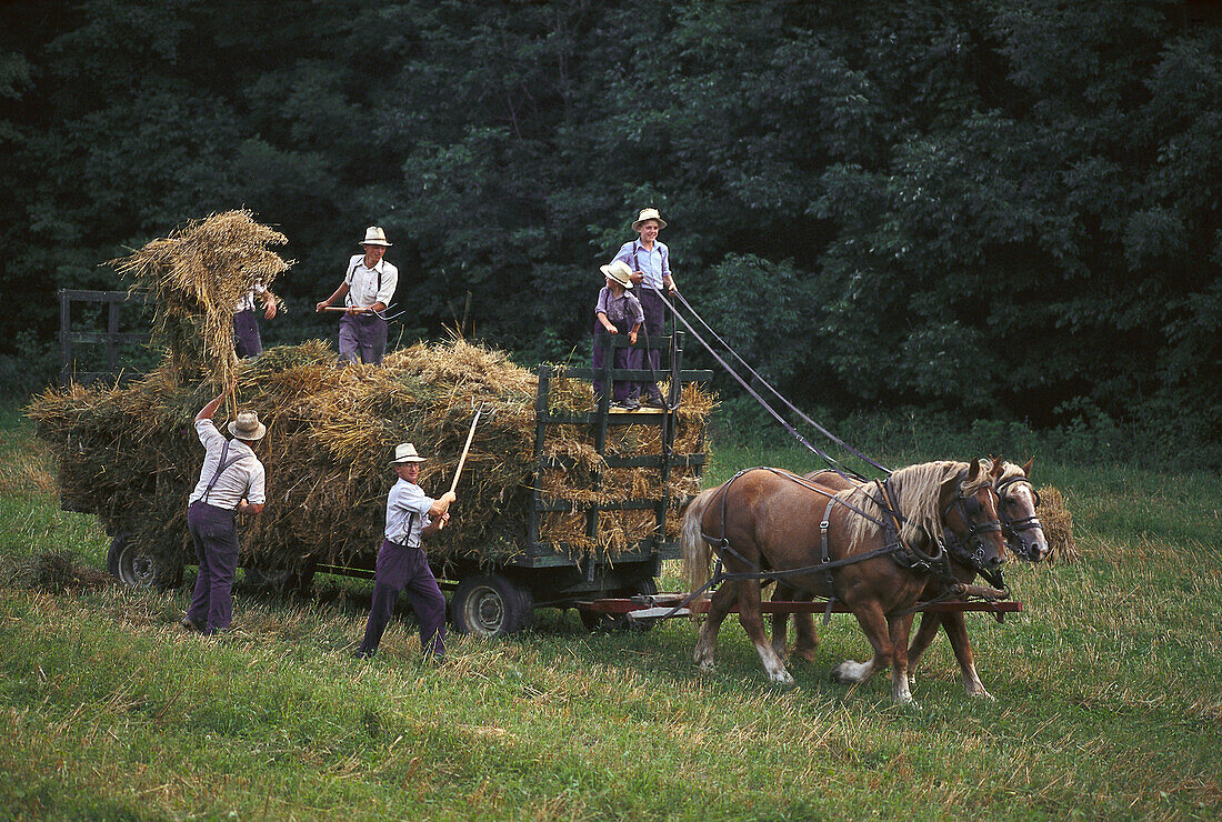 Mennoniten Bauern mit vollem Heuwagen, Heuernte, in der nähe von St. Jacobs, Ontario, Kanada, Nordamerika, Amerika