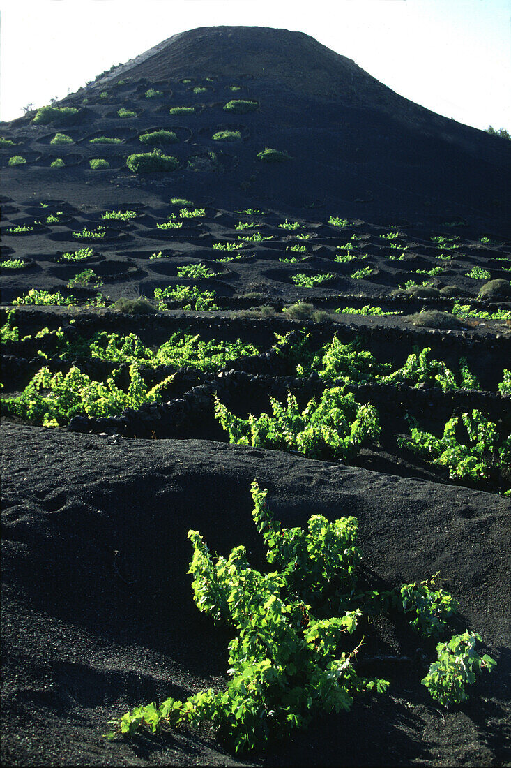 Wine cultivation in La Geria, Lanzarote, Canary Islands Spain