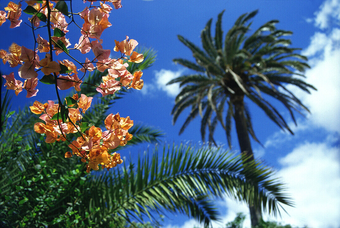 Palm Trees, Lanzarote, Canary Islands Spain