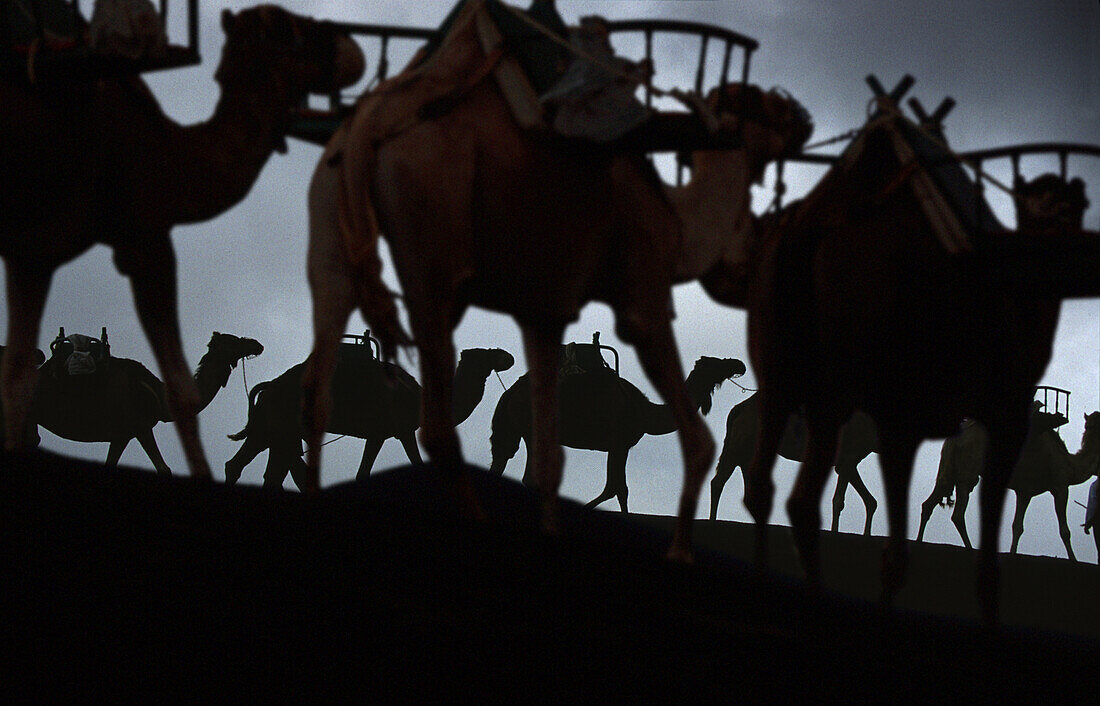 Camels in Timanfaya National Park, Lanzarote, Canary Islands, Spain