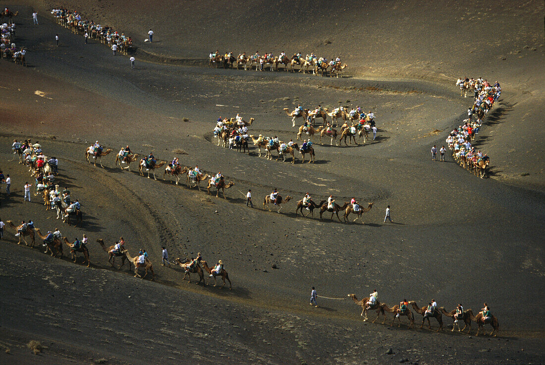 Camels in Timanfaya National Park, Lanzarote, Canary Islands Spain