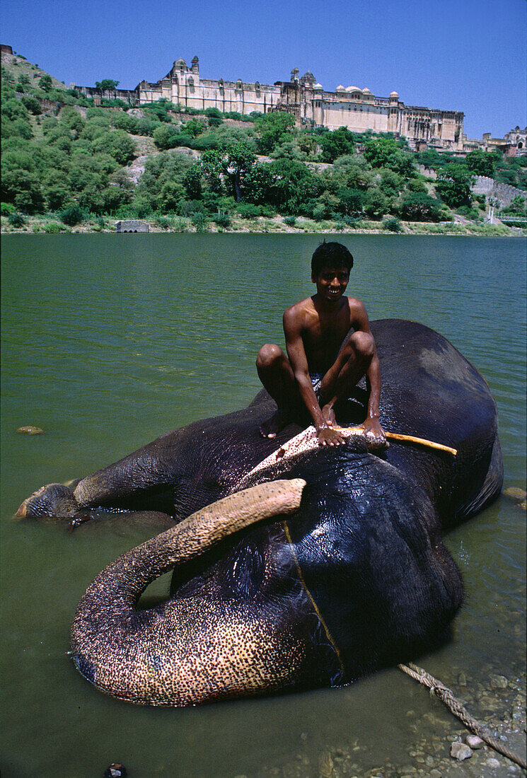 Elephant, Amber Fort near Jaipur, Jaipur, Rajasthan India, asia