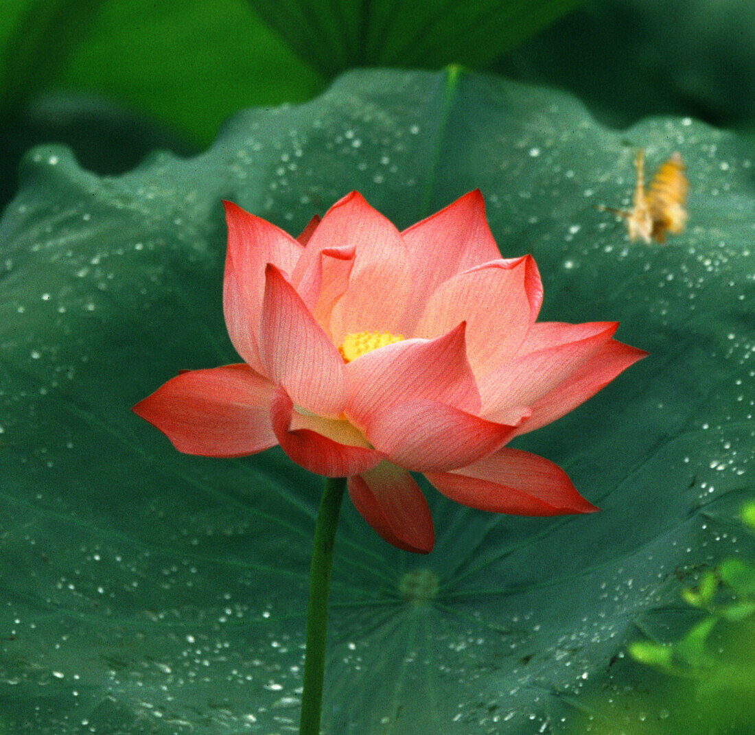 Lotus flower with butterfly, Bali, Indonesia, Asia