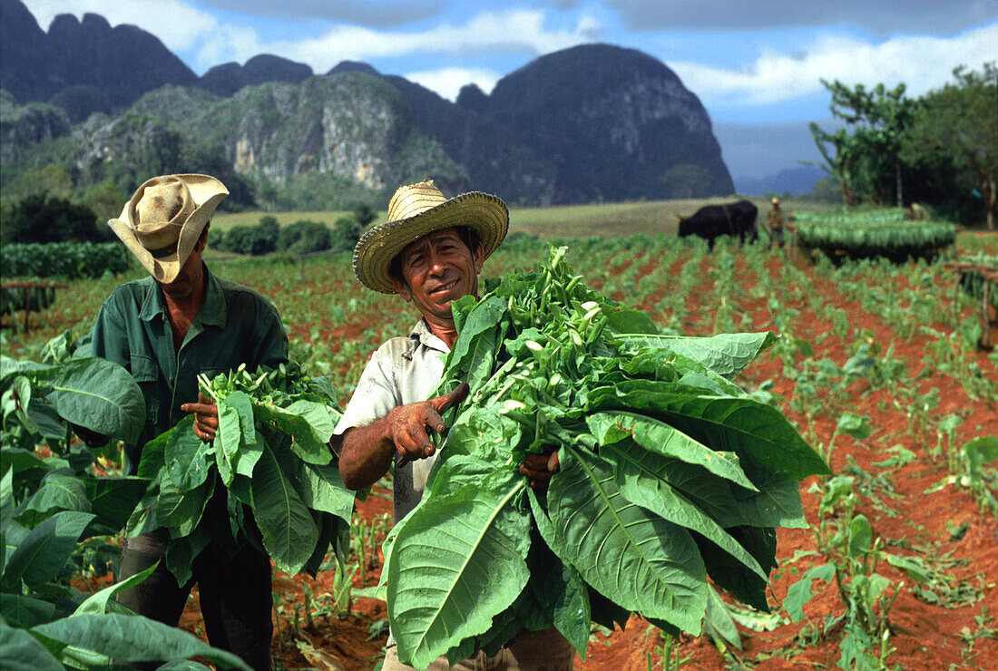 Tabakernte in Vinales Tal, Pinar del Rio, Kuba, Karibik
