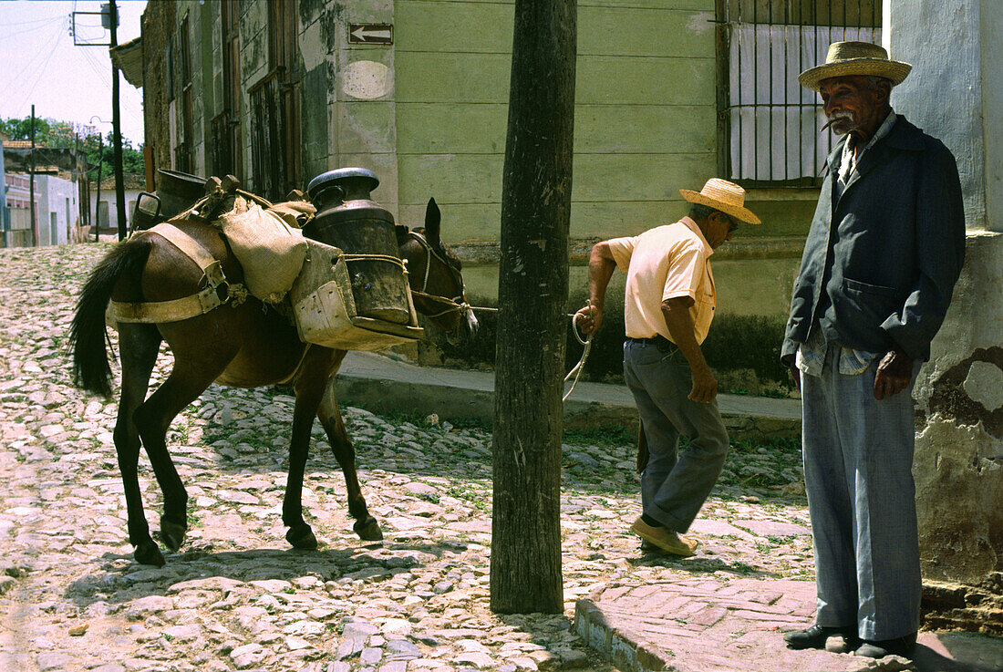 Milkman with mule in Trinidad, Trinidad, Cuba Carribean