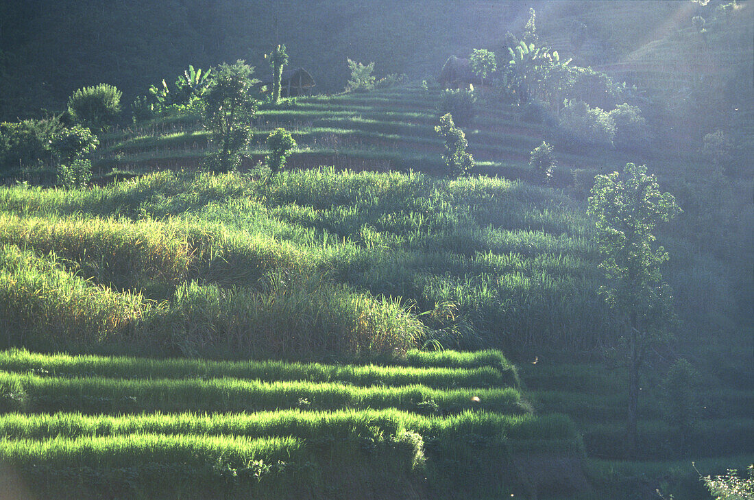 Rice terraces, Pokhara, Nepal Asia