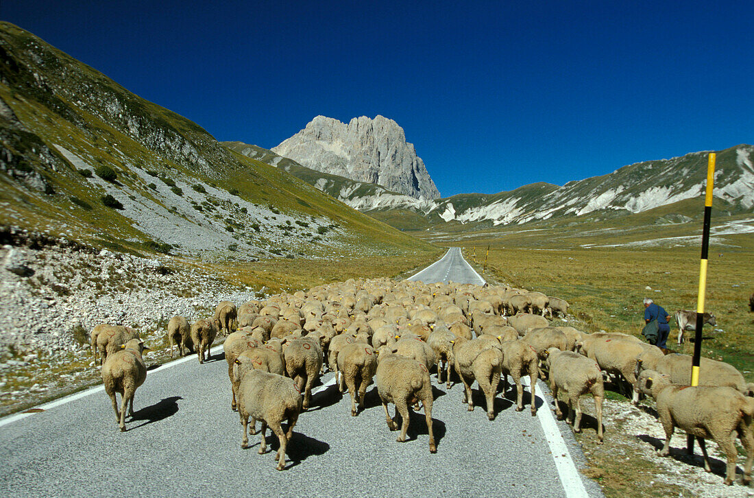 Flock of sheep in mountainous landscape, Campo Imperatore, Corno Grande, Abruzzo, Italy