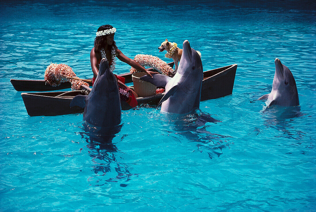Dolphinshow at Sealife Park, Oahu, Hawaii, USA, America